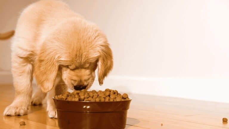 un chien qui mange des croquettes