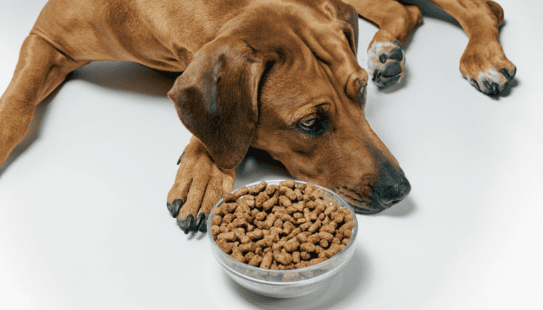 un chien qui a un problème de digestion difficile