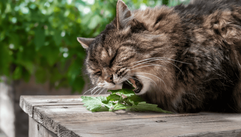 un chat senior qui mange de l'herbe