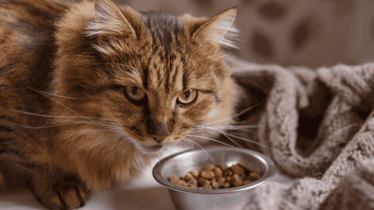 chat au dessus de sa gamelle de croquettes