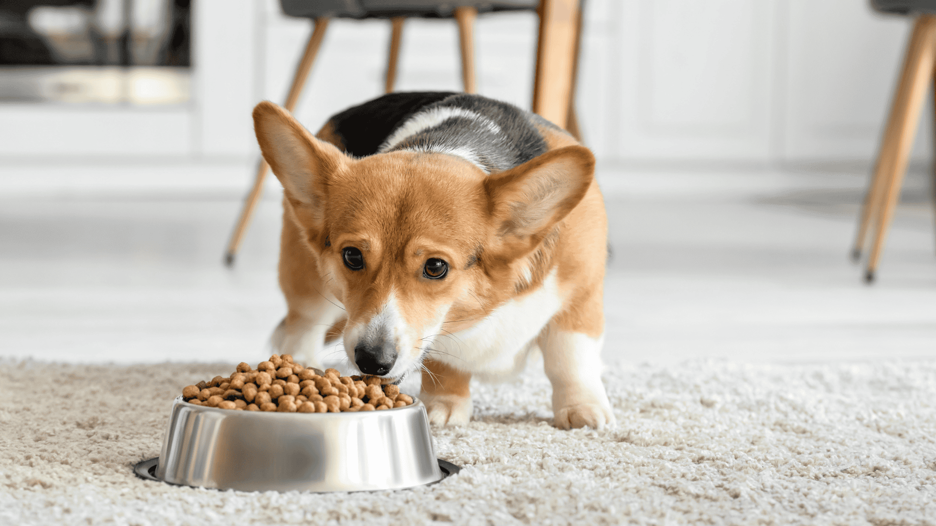 chiot qui mange ses croquettes